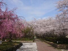 高速に乗る前に桜の名所と紹介されていた庄内緑地公園に立ち寄りました。庄内川沿いのかなり広い緑地で、川沿いにいくつか駐車場がありました。