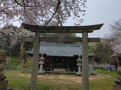 細い道をしばらく行き、坂・階段を上がったところにまず見えてくるのが生口神社です。
調べてみると、この神社は室町・戦国時代頃からの歴史があるそうで、瀬戸田の鎮守となってきたのでしょう。この神社の境内、周辺は桜が見事でした。