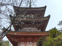 瀬戸田の見どころのひとつである向上寺の三重塔。室町時代の建立であり、国宝に指定されています。国宝の三重塔のなかでは最も新しいものだそうですが、それでも室町時代中期ですし、建立年がはっきりとしていることも貴重なのだそうです。