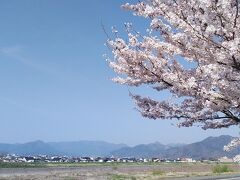 千曲川沿いの桜並木