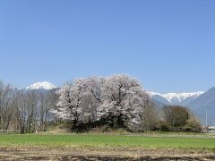 水色の時道祖神近くの大きな桜の木は、左に常念岳、右に燕岳…豪華なアンサンブルですねo(^o^)o

