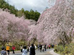 カーブを曲がりますとしだれ桜が溢れています。
桜のスケールに驚き！
多くの方がこちらで撮影！！

https://www.youtube.com/watch?v=bEZ06h0Nj_I