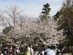 中目黒公園の芝生広場は解放されているので花見客が多い