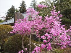 【法善寺】長瀞へ移動してきました。ツツジがきれい。