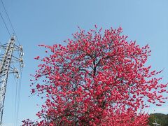 【長泉院】鮮やかな花桃。