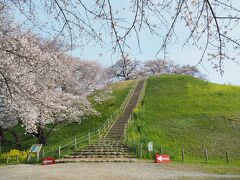 【丸墓山古墳】桜は5分咲き程度でしょうか。予想よりまだ咲いていません。