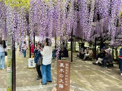 国指定天然記念物「黒木のフジ」は、1395年、後征西将軍良成新王のお手植えと伝えられています。令和6年で『樹齢630年』を迎えます♪