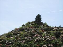 星のふるさと公園からさらに山を上り、星の花公園へ。
車を停めて張り切りますが…あまり花が見えない…。