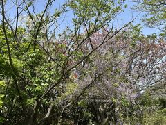 　階段を数段登ったところには、紫と、白の藤。八重桜、青紅葉。自然の姿。美しい。
　座っていると、暑くなって来ました。