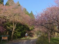 古戦場は八重桜の名所ですが、古戦場だけではなく源平ラインのあちこちに赤い八重桜が咲いており、綺麗でした。山頂には３台ほど停めることが出来る駐車場があり、近くに火牛の像が二体ありました。