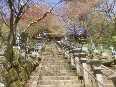 20分ほど石段を登り、大山寺に着きました。
紅葉の名所ですが、春先から赤い紅葉もあるぞ