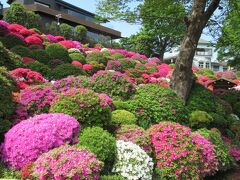 湯島天満宮の梅まつりや菊まつり、白山神社のあじさいまつり、播磨坂の桜まつりと共に、文京区花の五大まつりの一つに数えられるつつじまつりが、3月下旬から4月下旬にかけて根津神社で開かれます。