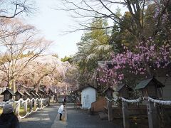 【南湖公園】南湖神社の境内にはアカヤシオが咲いていました。