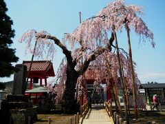 【妙関寺】乙姫桜です。