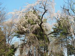 【関川寺】結城桜