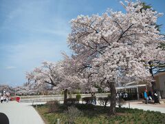 【開成山公園】郡山へ移動してきました。開成山公園の桜も満開です。