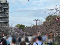 造幣局桜の通り抜け