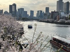 天満橋から中之島方面を眺めると夕焼けの桜がきれい