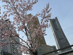 翌日の退勤後。
横浜は桜が満開でした◎

最後までお読みいただきありがとうございました！

お次は夫婦旅。
北陸支援で富山へ♪