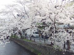 ～2024年春～

毎年恒例の京都へお花見することに。
昨年は家族と出かけましたが、
今年は一人旅です。

旅の出発は、
今年も阪急京都河原町駅。

地下ホームから地上に出ると、
いきなり高瀬川沿いの
満開の"さくら"がお出迎え。