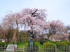 八坂神社の奥が円山公園

今年も来ました”祇園枝垂桜”
満開です。

さて、昨年は北に上がり
知恩院へ

今年は、南に下り
ねねの道へ向かいます。