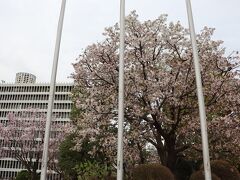 目黒区役所の桜