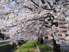 佐久平駅前の桜並木