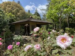 日本庭園に来ました。
牡丹の花が咲いていました。