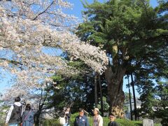 さぁ天守閣へと向かいましょうけ。すると天然記念物「小田原城跡のイヌマキ」が聳え立っています。幹回り4.5ｍで小田原市内最大の巨木と言われ、ねじれた大木が特徴ですね素晴らしいです。