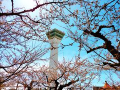 続いて五稜郭へ。ちょうど4月19日に開花したばかりなようですが、既に咲いている桜もありました。見頃はゴールデンウイークですね。