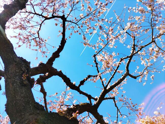 函館でボーっと過ごす旅』函館(北海道)の旅行記・ブログ by