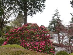 箱根園のそばにある山のホテルの庭園散策を目的に寄ってみた
正門近くにある大きなシャクナゲが満開、存在感がすごい