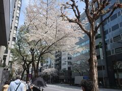 続いて靖国通りへ
靖国通り沿いの桜も満開です