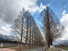 湖西道路を、走っていった先にあるメタセコイア並木。冬なので木も寒そうです