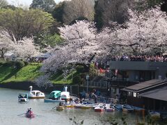 ボート乗り場の周りも桜が満開