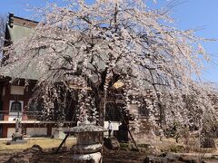 3/31、この日は高崎・慈眼寺へ訪問。
しだれ桜が約50本あり、うち樹齢250年を越えるものもあるようです。
