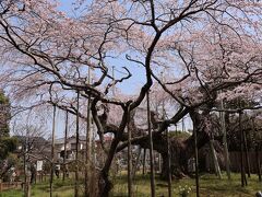 4/1、この日は龍ケ崎・般若院へ。
結構遠くて運転疲れてようやく到着、なんとか臨時駐車場に止めて向かいましたが、