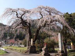 4/2，この日は、もともと身延山久遠寺に行こうと思っていたけど、前日夜になって秩父のしだれ桜も見頃になったとのことで、急遽早起きにしてその前に訪問することに。
こちらは清雲寺の手前にあった、長泉院のしだれ桜