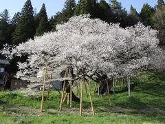 臥龍桜