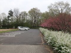 桜越しに見る雲海「桜雲海」が見てみたいと、夕方雨、翌朝晴れの日を狙って、秩父の美の山公園にやって来ました。16：17着。
美の山公園へ来る道は140号線の美の山入口から入る「美の山公園観光道路」と皆野町役場入口から入る「林道蓑山線」がありますが、クチコミで観光道路の方は悪評が高かったので、運転素人の私は素直に遠回りして林道蓑山線を使いました。林道蓑山線は少し狭い箇所もありましたが、すれ違いも問題なくでき、私でもそれほど心配せずに運転できる道路でした。
