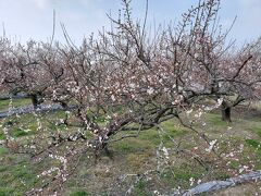 周辺の梅林を車から眺めるだけに。
窓を開けると漂ってくる梅の花の香りに、春を感じられたからもう十分。

この花の実が、和歌山の梅干しになるのね～