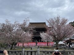 国宝の本堂(蔵王堂)と桜
(10:22)