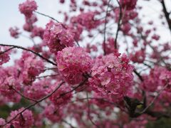 横浜スタジアムがある横浜公園に咲く「横浜緋桜」。濃いピンクが綺麗。
しかし桜鑑賞もそこそこに、、、