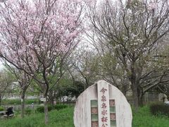 「今泉名水桜公園」の東側入口です。こちら側には駐車場もあります。
開花時季の異なる桜が植えられているため、満開の桜もあれば、見頃を過ぎたものもありました。