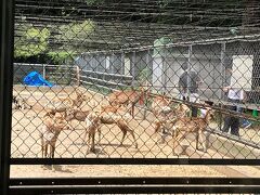 鹿園があります。
鹿島神宮周辺の森には、かつては多くのニホンジカが生息していたそうですが、絶滅し現在は約25頭が神の遣いとして大切に飼われています。
今では、鹿といえば奈良の春日大社が有名ですが、春日大社の創建に際しては、白い神鹿の背に分霊を乗せ多くの鹿を引き連れて出発し、1年かけて奈良まで行ったと伝えられ、奈良の鹿も鹿島神宮の発祥とされています。

サッカー・Jリーグの「鹿島アントラーズ」の名前の由来にもなっています。