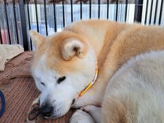 ロイヤルホテル大館は秋田犬にあえるホテルということだったけど
コロナ後は檻に入っているのを見学するだけでした。