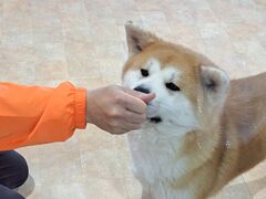 大館市観光交流施設 秋田犬の里