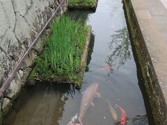 教会を出て殿町通りを歩きます。津和野観光のメインストリートです。津和野で有名な掘割を泳ぐ鯉。大きく太った鯉がウジャウジャいます。