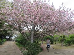 地球の丸く見える展望台にきたのだけれど、
水平線なんて見えるのだろうか。。。

八重桜満開でした。