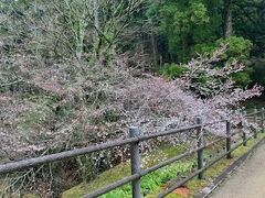 恩賜箱根公園は桜がだいぶ咲いていました。4月に桜が楽しめるのは久しぶりですね。